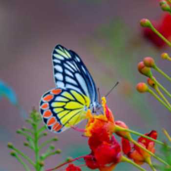 🦋 پروانه های زیبا 🦋