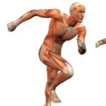 علوم پنجم. حرکت بدن (ماهیچه ها) 